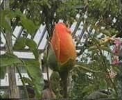 кодек M-JPEG (1:5) платы miroVIDEO DC30