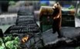 Tokyo Jungle: некоторые детали