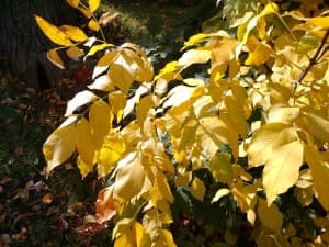 камера Oppo Finder — примеры снимков