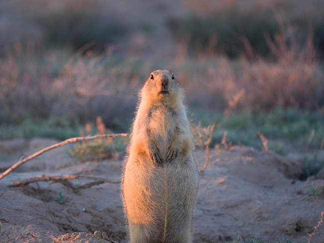 Panasonic GH3 — удаленное управление через Wi-Fi Direct