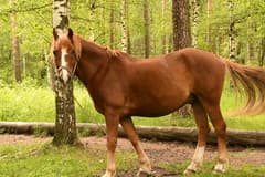 Видеосъемка фотоаппаратом Nikon D500