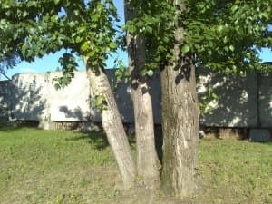 камера Sony Xperia U — примеры снимков камера Sony Xperia U — примеры снимков