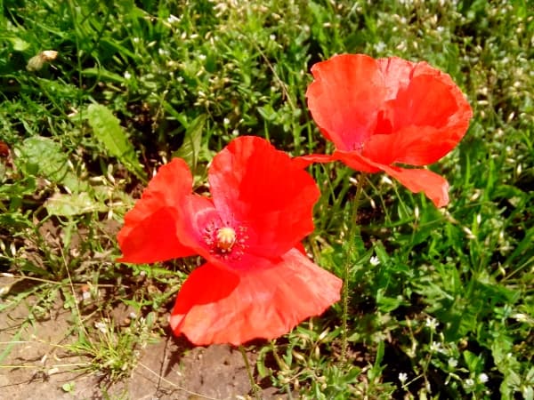 примеры снимков Zopo ZP100