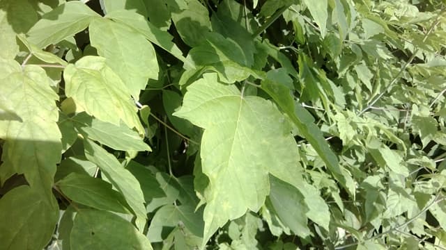 Обзор Nokia Lumia 520. Демонстрационный снимок