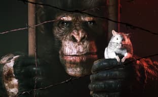 Авторы Stasis анонсировали хоррор про сверхумного шимпанзе Animal Use Protocol