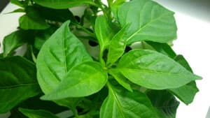 Sony Xperia SP, пример снимка