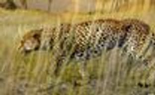 Natsume издаст Afrika в США