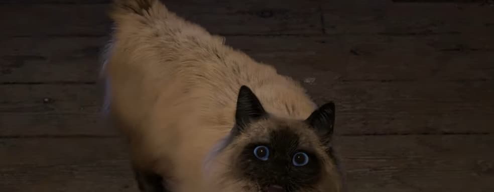 Пользователи переживают за голодающего кота из трейлера Forspoken и разработчики попытались их успокоить