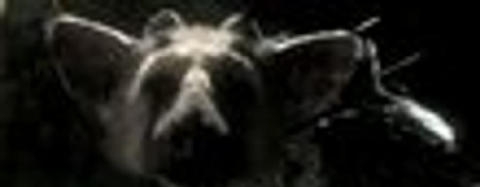 Слух: The Last Guardian в октябре