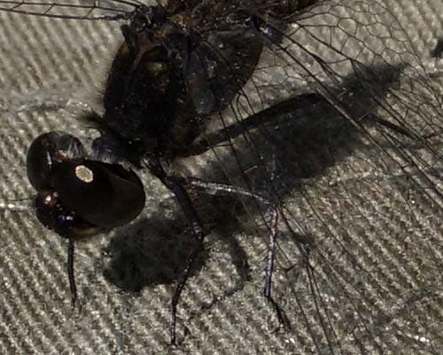 Casio Exilim EX-P700