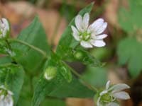 Макро Exilim EX-Z4