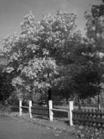 Снимок с фильтром AGFA RSX 100