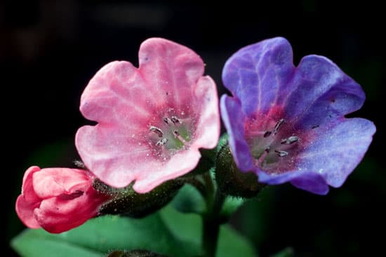 Вспышка для макросъемки