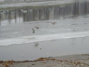 втоматический режим (увеличена яркость изображения), уменьшено (кликнуть для просмотра реального размера) 