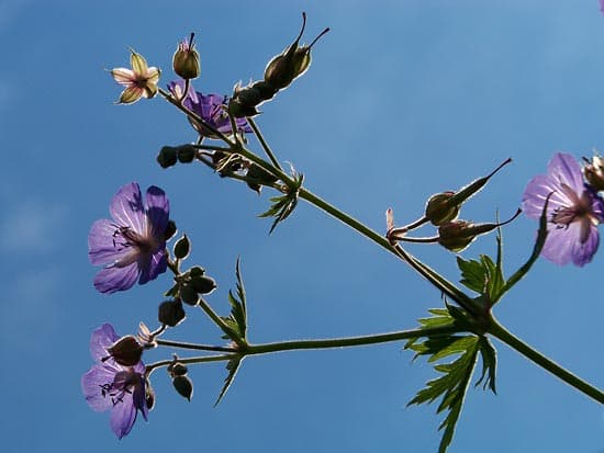 Kodak EasyShare Z8612IS