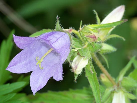 Kodak EasyShare Z8612IS