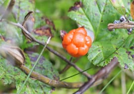 Выбор и удаление цвета