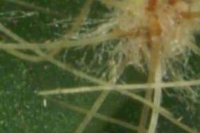 Индустар 100