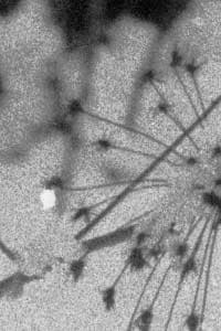 DIMAGE Scan Dual III Auto Dust Brush