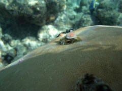 Фрагмент 1:1 (150 Кб)