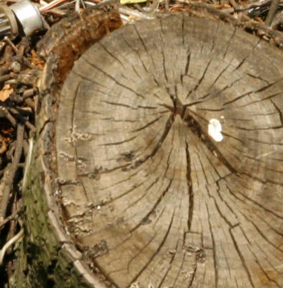 Canon D60 + МС РУБИНАР - 8/500 