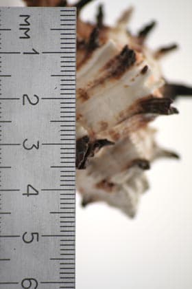 SIGMA 70-300 мм f/4-f/5,6 II MACRO SUPER