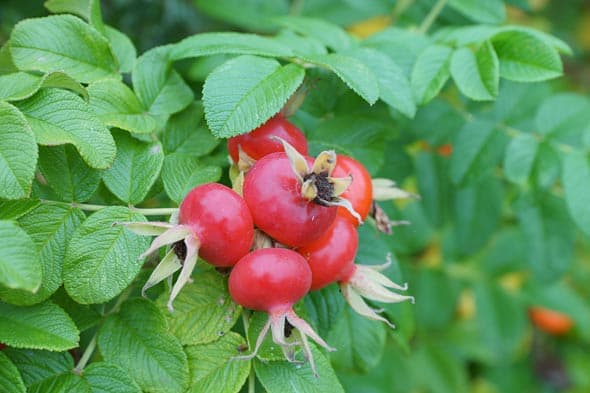 Sony Alpha Форум