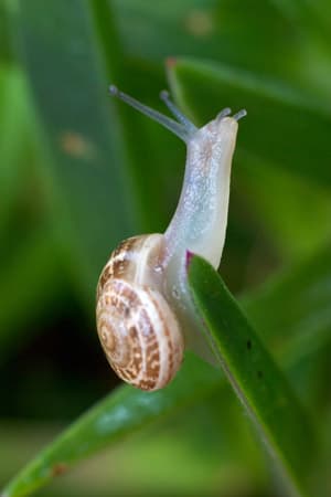 Canon EF 50 f/1,8 II, Canon EOS300D, Soligor 