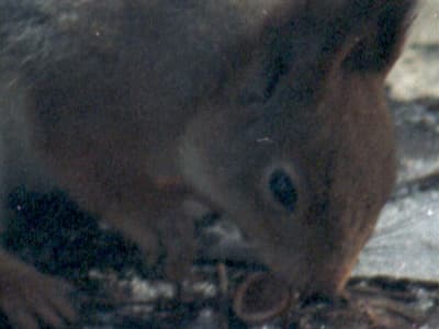 фрагмент 1:1