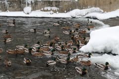 Видеосъемка фотоаппаратом Canon EOS 7D Mark II