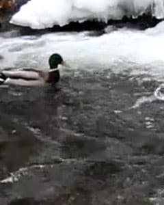 Видеосъемка фотоаппаратом Canon EOS 7D Mark II