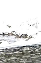 Видеокамера Canon EOS C100