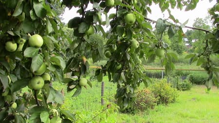 Видеокамера Canon Legria HF-R56