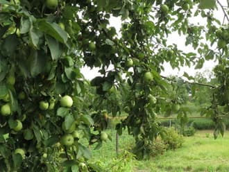 Видеокамера Canon Legria Mini X