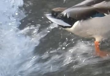 Видеосъемка фотоаппаратом Fujifilm X-T2