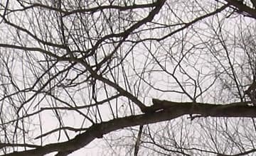 Видеокамера JVC GY-HM170