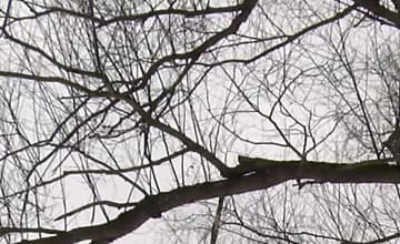 Видеокамера JVC GY-HM170