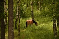 Видеосъемка фотоаппаратом Nikon D500