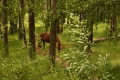 Видеосъемка фотоаппаратом Nikon D500