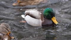 Видеосъемка фотоаппаратом Panasonic DMC-FZ300