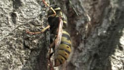 Посмотреть в полный размер