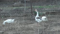 Посмотреть в полном размере