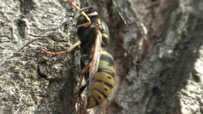 Посмотреть в полном размере