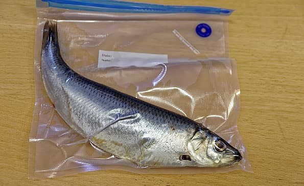 Вакууматор Kitfort KT-1501