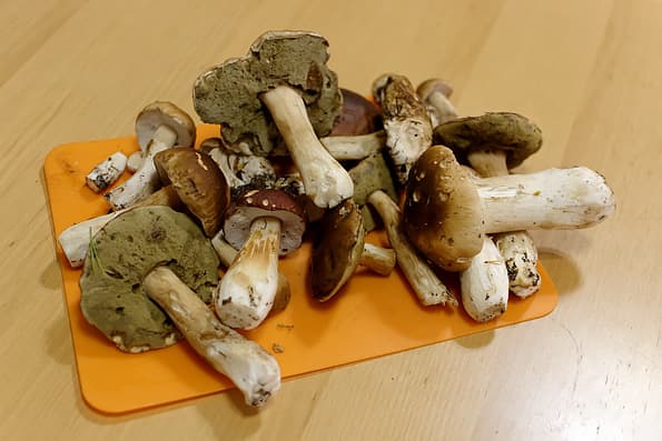 Электрическая сушилка Mystery MDH-321