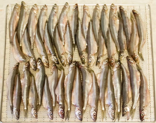 Дегидратор Rawmid Dream Vitamin DDV-10