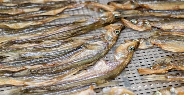 Дегидратор Rawmid Dream Vitamin DDV-10