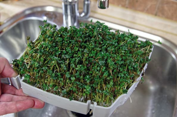 Проращиватель Rawmid DS-01