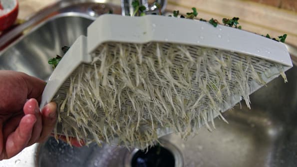 Проращиватель Rawmid DS-01