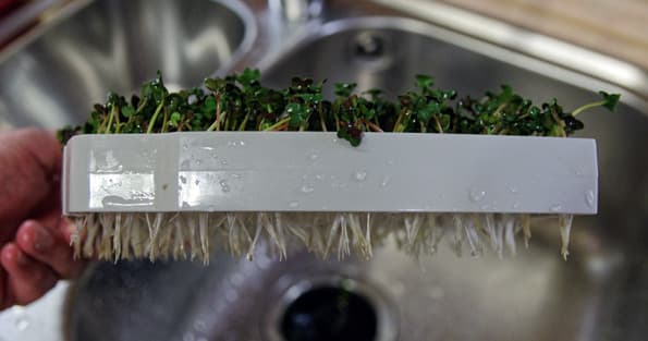 Проращиватель Rawmid DS-01